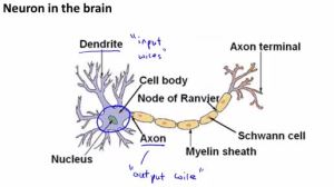 2.neurons.1